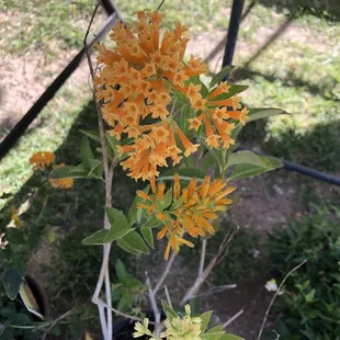 Butterfly heaven. Milkweed. Prices vary