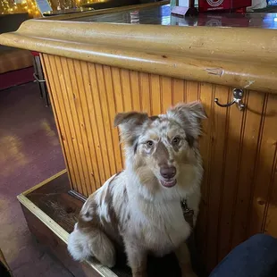Friends is very dog friendly!