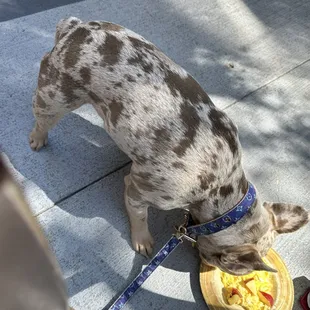 Service dog 12$ 2 eggs I brought my own apples !  12$ 2 eggs