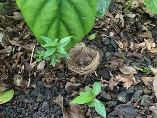 Harold L. Lyon Arboretum