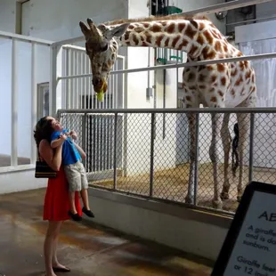 Feeding the giraffes is fun!