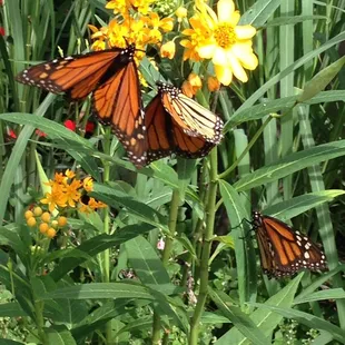 Monarchs in the Butterfly Pavillion at the Topeka Zoo
