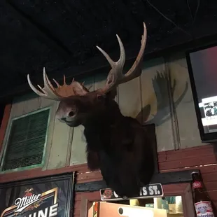 a moose head mounted on the wall