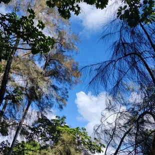 The sky above... Framed with various types of trees