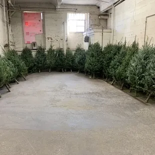 Christmas Trees of all sizes 3&apos; tabletop up to 12&apos;.
