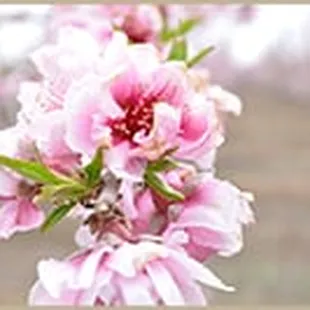 a close up of a peach blossom