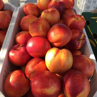 Freshly picked Nectarines!