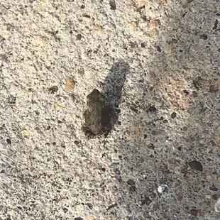 Tiny frogs!