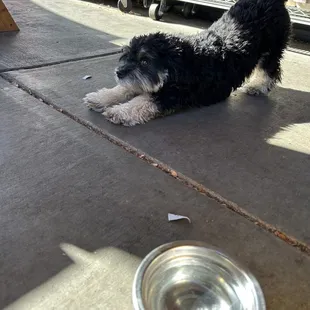 Doggo  stretching.  Place was very dog friendly, even had a place to grab bowls and fill up your water.