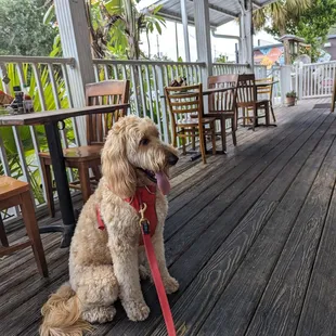 Mykos likes dog friendly places.