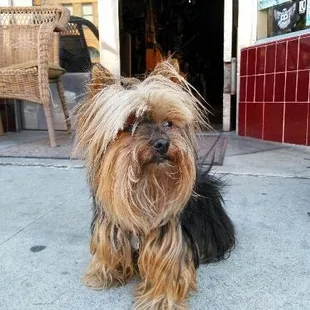 Front Porch mascot,Ginger