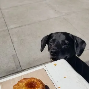 fig jelly pastry and a very hopeful taste tester