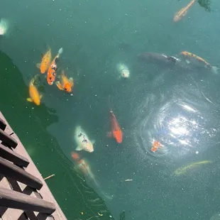 Koi fish