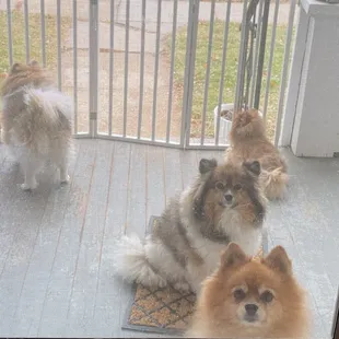 Teddi. Snickers. little mini Hannah an Wooki