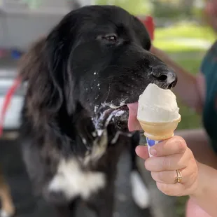Bear enjoying his pup cone!