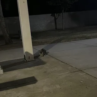Cat eating fry