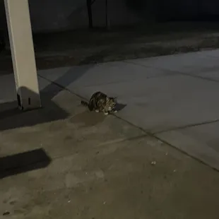 Cat eating chicken strip