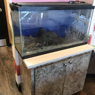 Filthy dry fish tank beside the froyo cups...