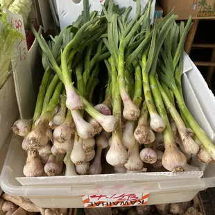Nice Suan Miao (Garlic Sprouts)