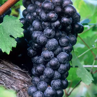 Virginia NORTON Grapes