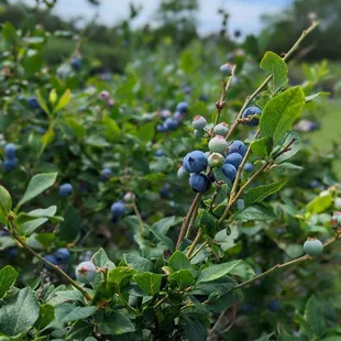 Picked as many as I ate!!