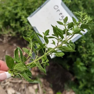 a hand holding a plant