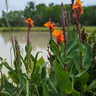 a bunch of orange flowers