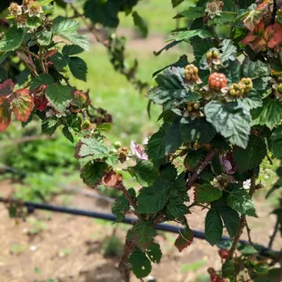 Soon to be blackberries