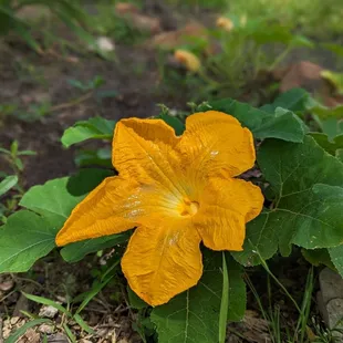 Butternut squash underneath