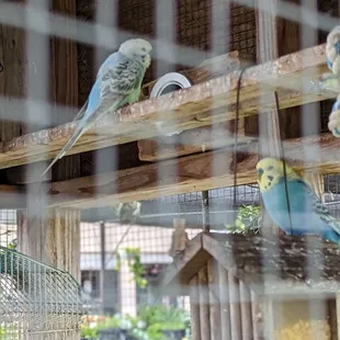 Parakeets