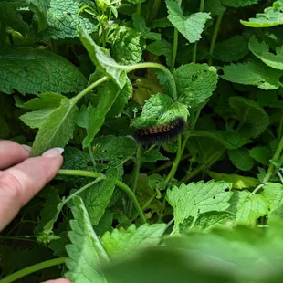 Ms Hillman said this was a wooley bully caterpillar