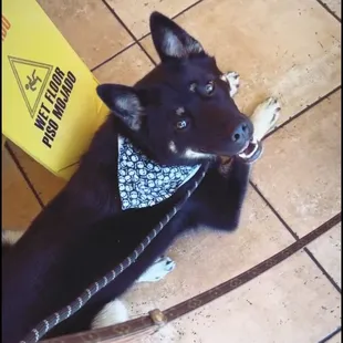 My dog badger patiently waiting for my order inside fruitthies