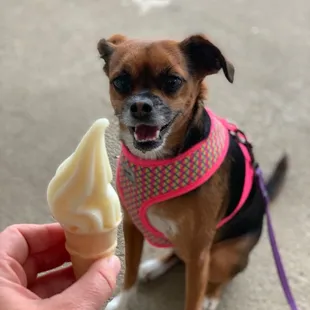 Puppy soft serve cone