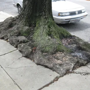the roots of an old tree (on the sidewalk outside)
