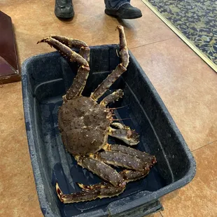 Live Alaskan king crab that will be cooked 3 different ways