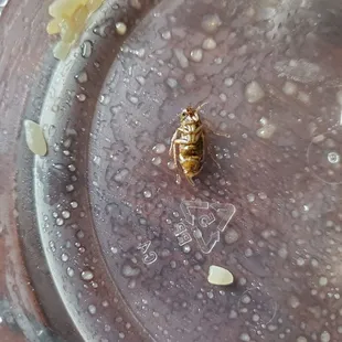 Bug found in my food