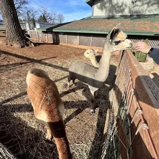 They have alittle trough with hay to feed the Llamas. They were friendly when we visited.