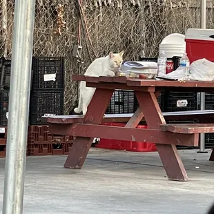 a cat sitting on a picnic table