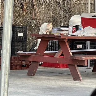 a cat sitting on a picnic table