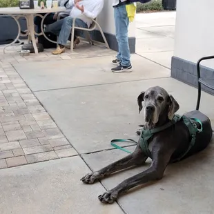a dog laying on the sidewalk