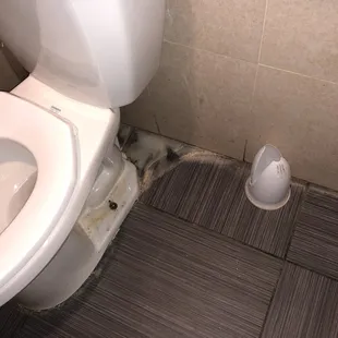 a broken toilet seat