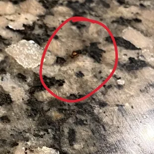 Roach by hibachi grill