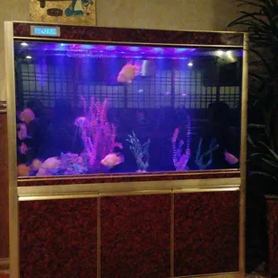 I think the sushi come from those fish