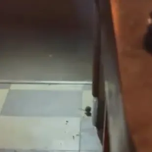 Mice infested