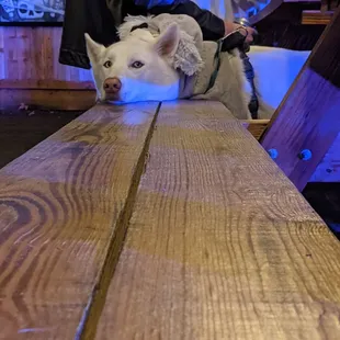 Dramatic af Husky.