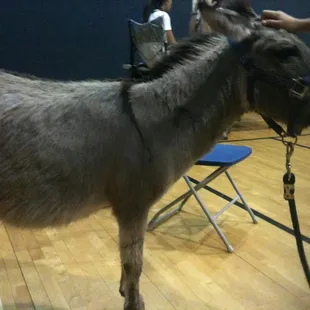 FCRA&apos;s miniature donkey &apos;Buttons&apos; visiting some elementary kids!
