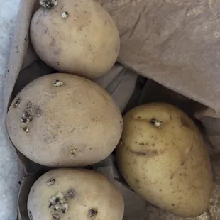 Sprouted potatoes