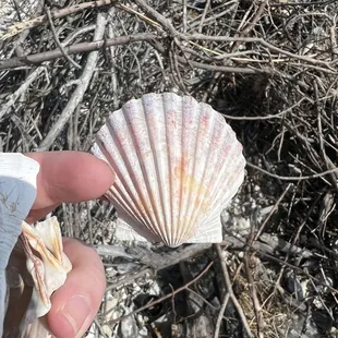 On of my favorite shells that I found (before cleaning).