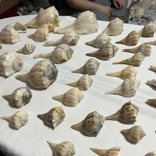 More of the shells I found and then cleaned up.