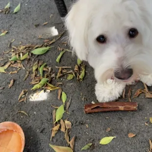 Dog friendly, the waiter even brought him water